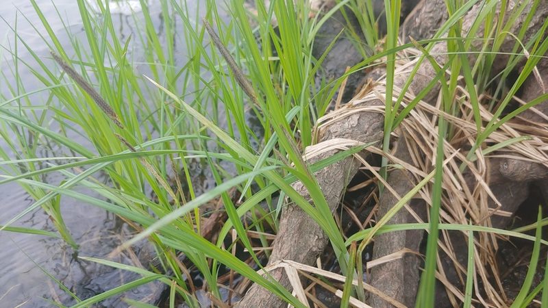 Carex emoryi, photographed by Ryan Sorrells