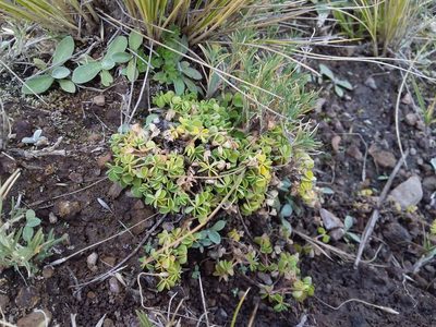 Oxalis bisfracta, photographed by Humber Alberto