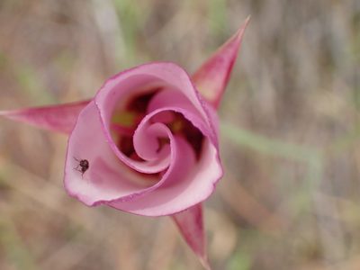 Calochortus catalinae, photographed by George Williams