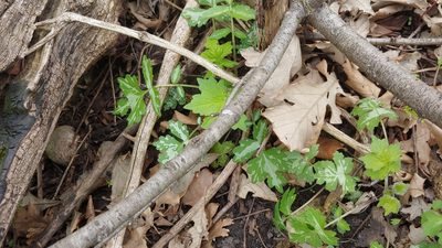 Hydrophyllum appendiculatum, photographed by Ryan Sorrells