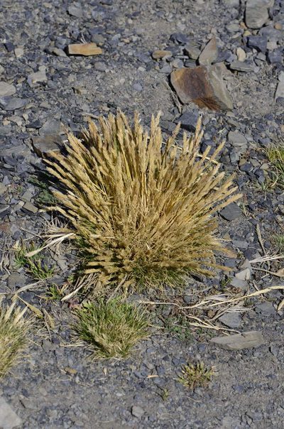 Cinnagrostis vicunarum, photographed by Alejandro Bruno Miranda-Calle