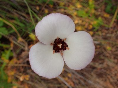 Calochortus catalinae, photographed by George Williams