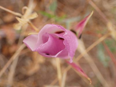 Calochortus catalinae, photographed by George Williams