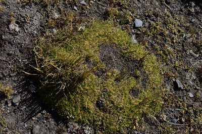 Aciachne pulvinata, photographed by Alejandro Bruno Miranda-Calle