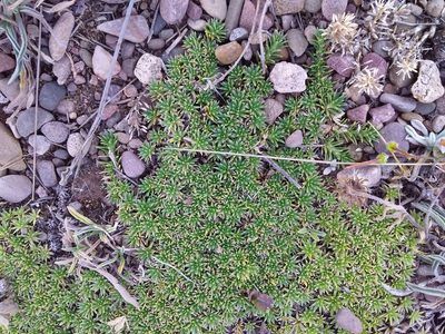 Junellia minima, photographed by Humber Alberto