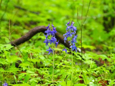Delphinium tricorne, photographed by Clay Gibbons