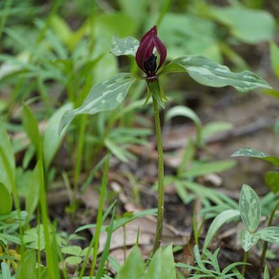 Trillium recurvatum, photographed by Daniel S. Katz