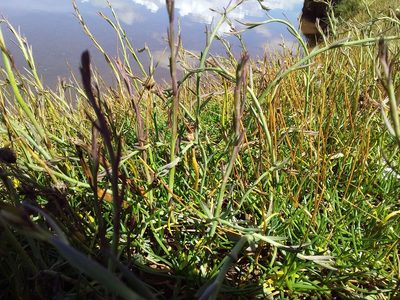 Baccharis juncea, photographed by Humber Alberto
