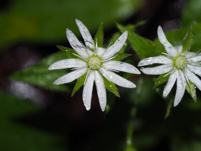 Stellaria pubera, photographed by Clay Gibbons