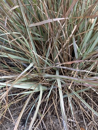 Eragrostis elliottii, photographed by Jade Fortnash