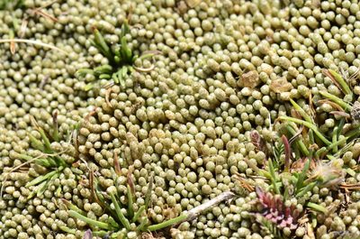 Pycnophyllum molle, photographed by Alejandro Bruno Miranda-Calle