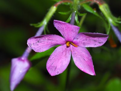 Phlox stolonifera, photographed by Clay Gibbons