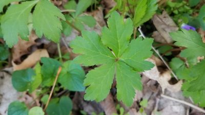 Sanicula odorata, photographed by Brandon McCracken