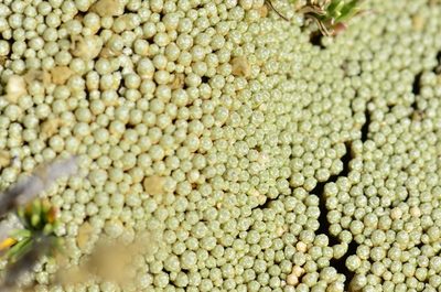 Pycnophyllum molle, photographed by Alejandro Bruno Miranda-Calle