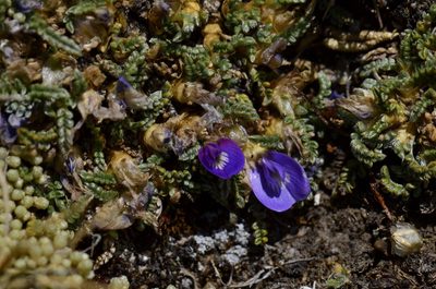 Astragalus peruvianus, photographed by Alejandro Bruno Miranda-Calle