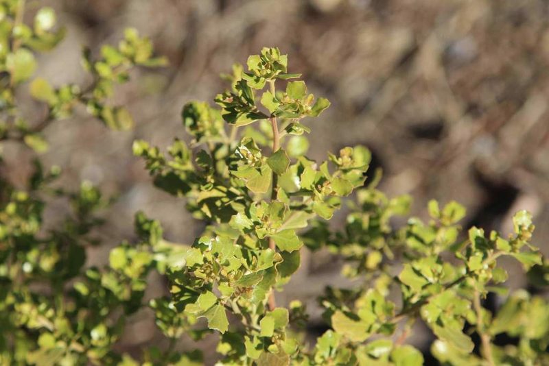 Baccharis rhomboidalis, photographed by Cesar Ormazabal