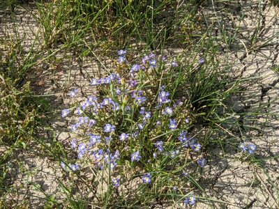 Downingia insignis, photographed by joergmlpts