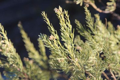 Baccharis linearis, photographed by Cesar Ormazabal