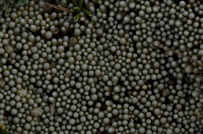 Pycnophyllum molle, photographed by Alejandro Bruno Miranda-Calle