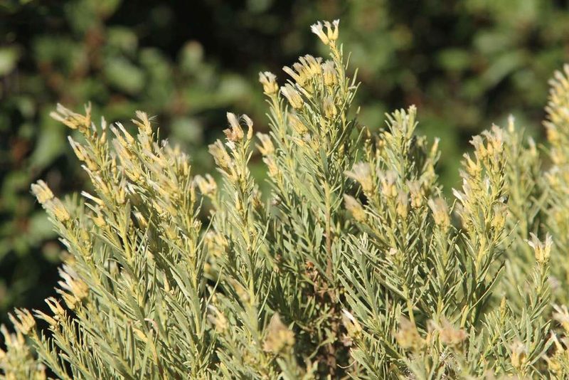 Baccharis linearis, photographed by Cesar Ormazabal