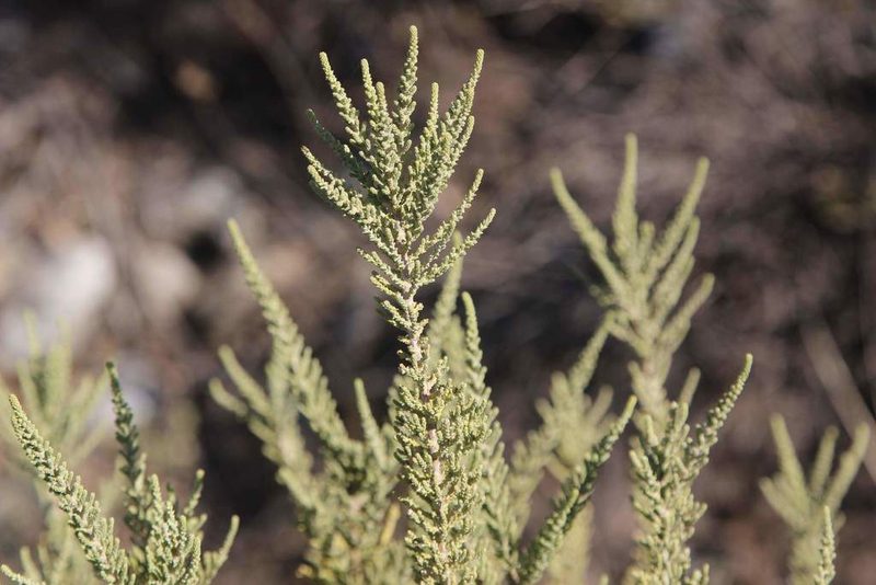 Fabiana imbricata, photographed by Cesar Ormazabal
