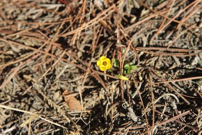 Oxalis perdicaria, photographed by Cesar Ormazabal