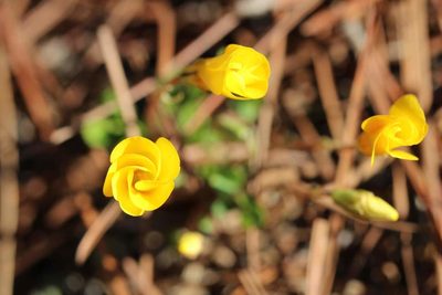 Oxalis perdicaria, photographed by Cesar Ormazabal