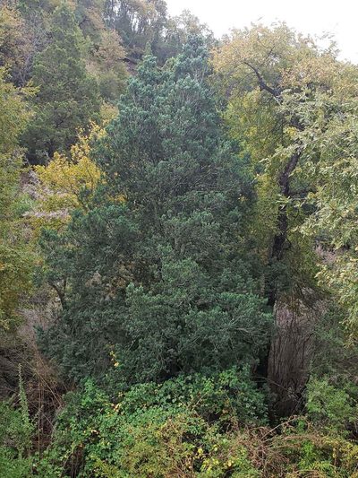 Prumnopitys andina, photographed by Cesar Ormazabal