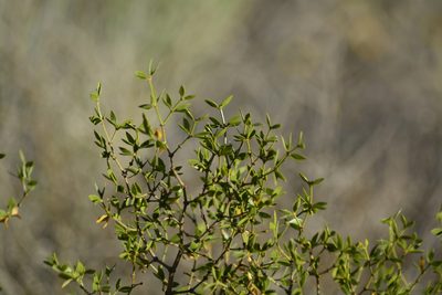 Larrea divaricata, photographed by veonatura