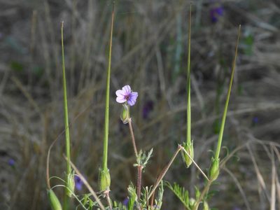 Erodium botrys, photographed by Mary K. Hanson