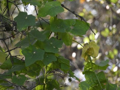 Vitis californica, photographed by Mary K. Hanson