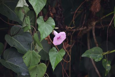 Ipomoea tiliacea, photographed by Tommy Andriollo