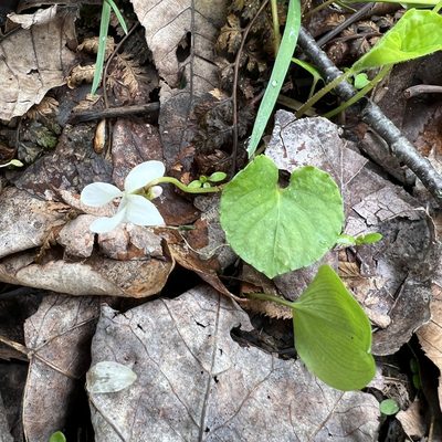Viola striata, photographed by Zygy