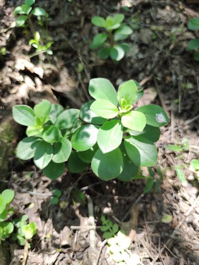 Peperomia liebmannii, photographed by Liliana Ramírez-Freire