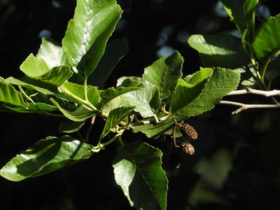 Alnus rhombifolia, photographed by Mary K. Hanson