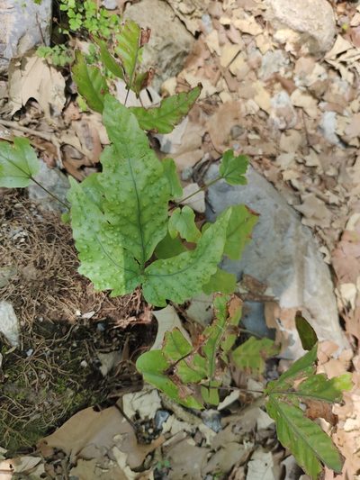 Tectaria heracleifolia, photographed by Liliana Ramírez-Freire