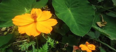 Cosmos sulphureus, photographed by Liliana Boada