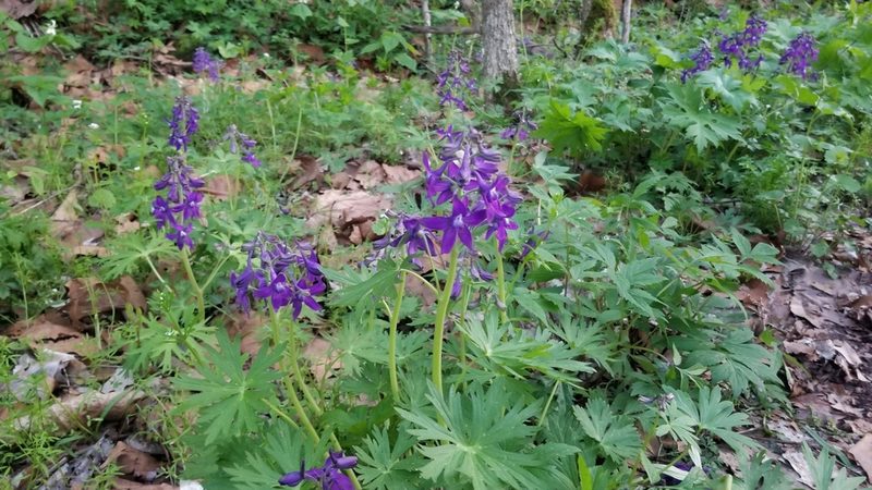 Delphinium tricorne, photographed by Brandon McCracken