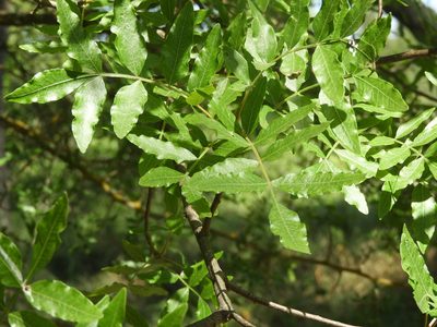 Pistacia atlantica, photographed by Mary K. Hanson