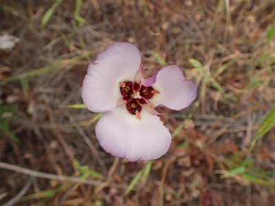 Calochortus catalinae, photographed by George Williams
