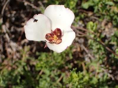 Calochortus catalinae, photographed by George Williams