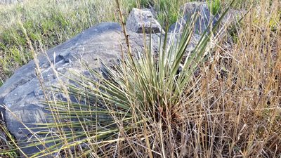 Yucca glauca, photographed by Anne C Lewis
