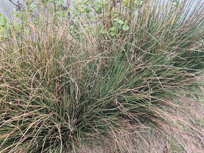 Juncus inflexus, photographed by Stuart Fraser