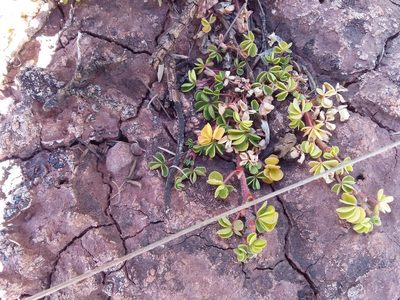 Oxalis bisfracta, photographed by Humber Alberto