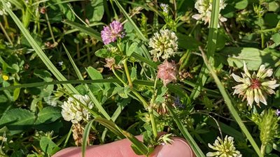 Trifolium resupinatum, photographed by Joseph Aubert