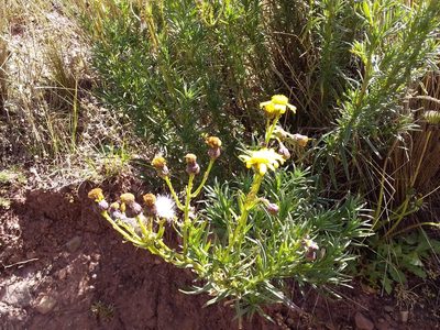 Senecio clivicola, photographed by Humber Alberto