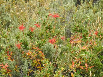 Embothrium coccineum, photographed by María Regina Silva