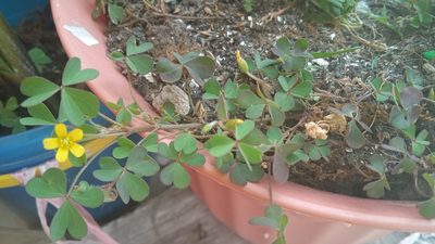 Oxalis dillenii, photographed by ELOYJIMENEZ13