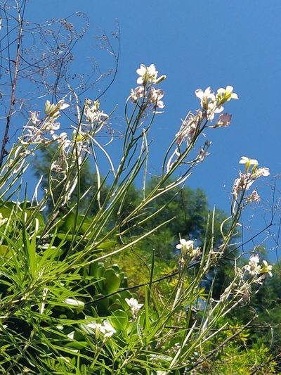 Erysimum bicolor, photographed by Vítor Jorge