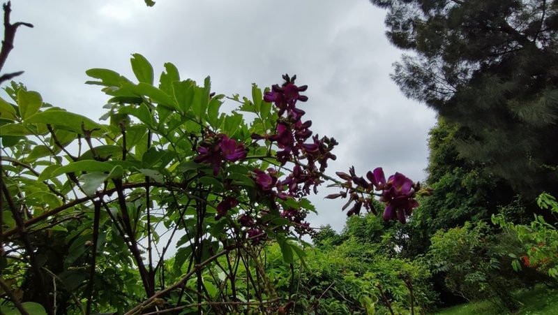Wisteriopsis reticulata, photographed by 四角銅鑼